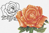 rosa